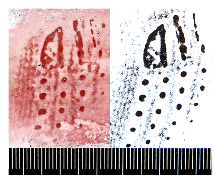 alt="Дослідження слідів структури матеріалу одягу
(рукавички, панчохи, шкарпетки тощо)
"